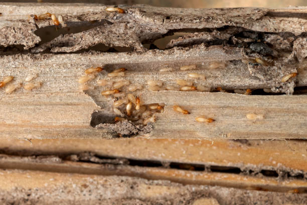 Best Mosquito Control Services  in Safety Harbor, FL